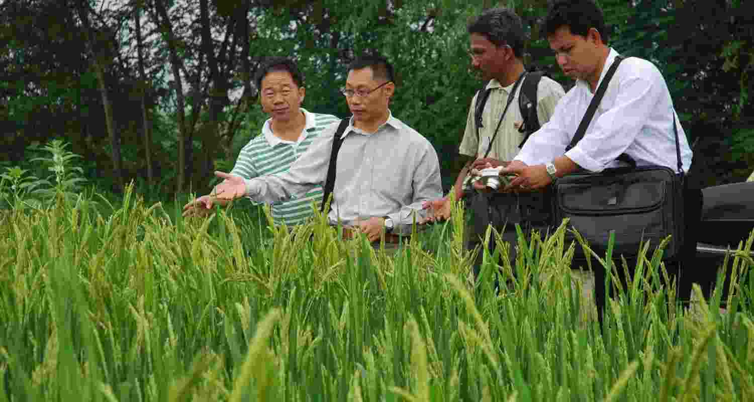 India, Laos and Indonesia join decarbonising rice trials at WEF India, Laos and Indonesia join decarbonising rice trials at WEF