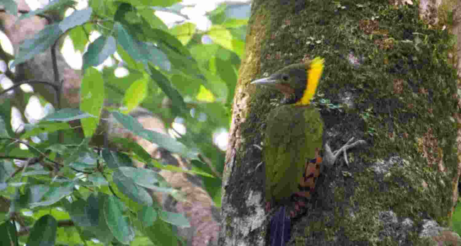 Uttarakhand forests to thrive with bird-friendly flora Uttarakhand forests to thrive with bird-friendly flora