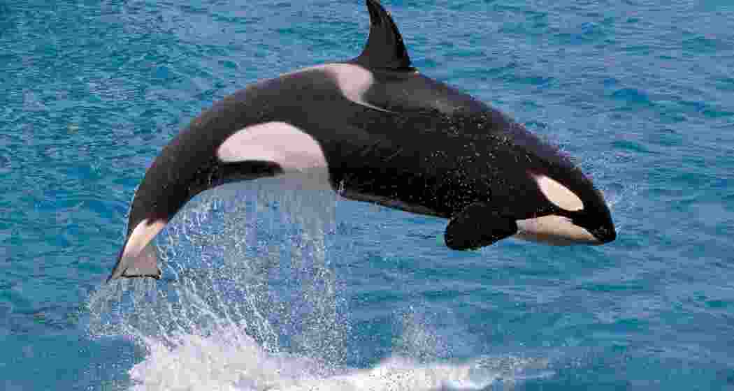 Hvaldimir, a whale, was discovered to be ‘spying’ for the Russians. Hvaldimir, a whale, was discovered to be ‘spying’ for the Russians.