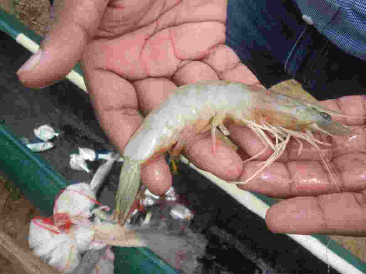 Indian shrimp export to the US Indian shrimp export to the US