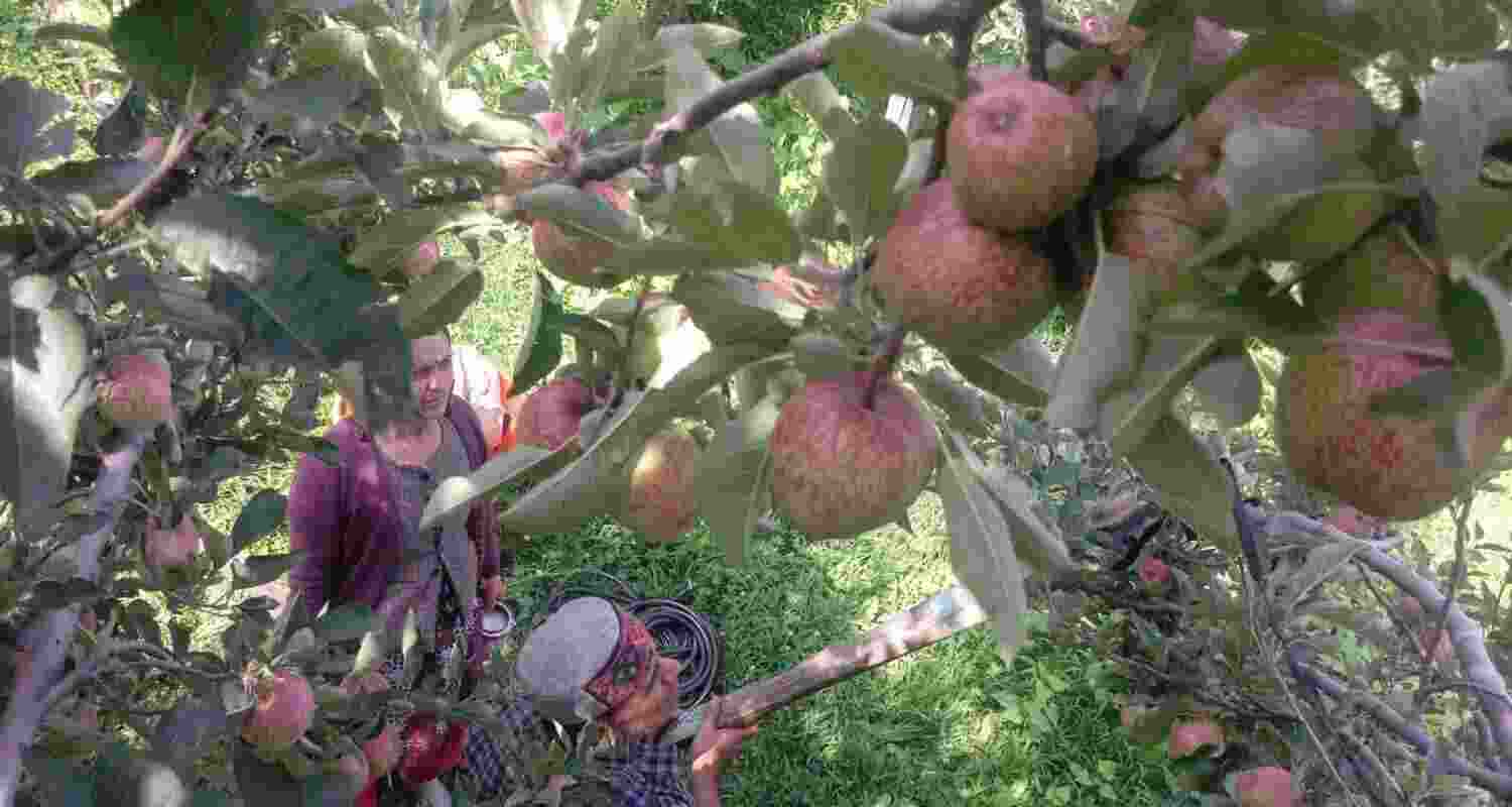 Apple growers in Himachal Pradesh have welcomed Prime Minister Narendra Modi’s statement that India will not compromise on the interests of farmers, livestock keepers, and fishermen. Apple growers in Himachal Pradesh have welcomed Prime Minister Narendra Modi’s statement that India will not compromise on the interests of farmers, livestock keepers, and fishermen.